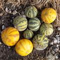 Dudaim Melon